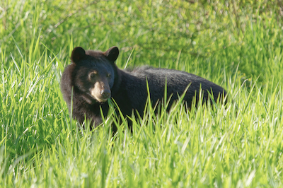 bear in field